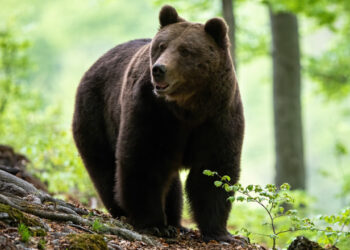 Un urs face ravagii în comuna Sărmaș, județul Harghita, de circa două săptămâni. Aproximativ 300 de găini au fost ucise