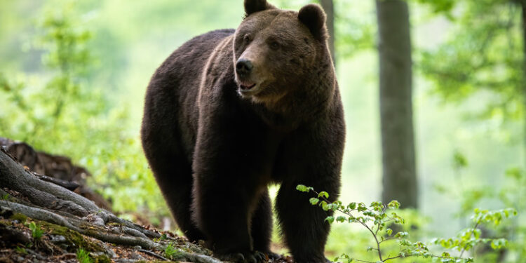 Un urs face ravagii în comuna Sărmaș, județul Harghita, de circa două săptămâni. Aproximativ 300 de găini au fost ucise