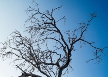 Un bărbat a fost găsit mort în vârful unui copac din Vaslui