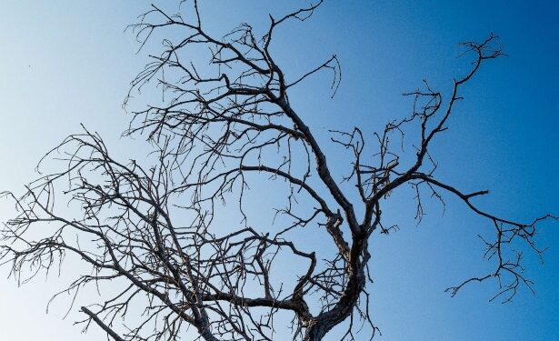 Un bărbat a fost găsit mort în vârful unui copac din Vaslui