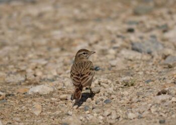 Un italian de 78 de ani s-a ales cu dosar penal după ce a vânat ilegal 30 de ciocârlii pe fondul de vânătoare pe raza județului Brăila