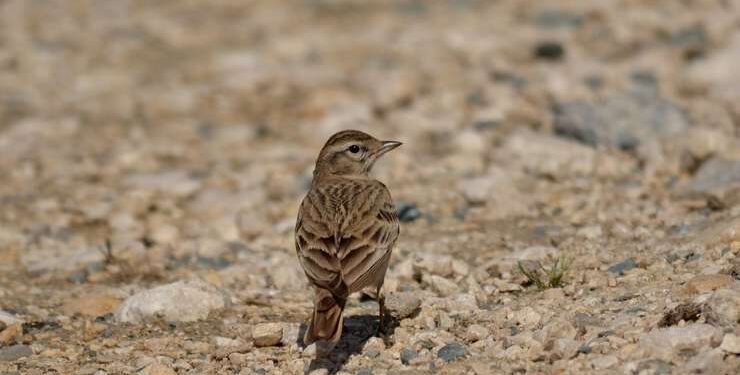 Un italian de 78 de ani s-a ales cu dosar penal după ce a vânat ilegal 30 de ciocârlii pe fondul de vânătoare pe raza județului Brăila