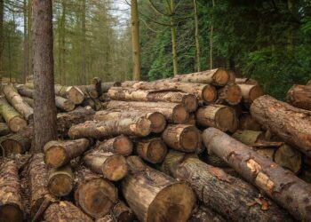 În primele opt luni ale acestui an polițiștii au întocmit circa 9.000 de dosare penale pentru protejarea mediului înconjurător și a domeniului silvic