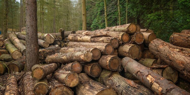 În primele opt luni ale acestui an polițiștii au întocmit circa 9.000 de dosare penale pentru protejarea mediului înconjurător și a domeniului silvic