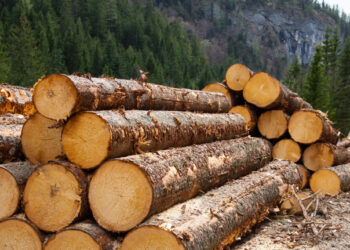 Guvernul a aprobat memorandumul prin care România ajută Republica Moldova cu circa 130.000 de metri cubi de material lemnos