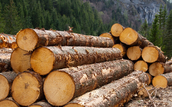 Guvernul a aprobat memorandumul prin care România ajută Republica Moldova cu circa 130.000 de metri cubi de material lemnos