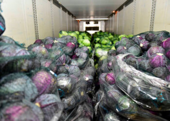 13 tone de varză de la producătorii autohtoni au fost livrate către magazinele Metro, prin Casa de Comerț Agroalimentar Unirea