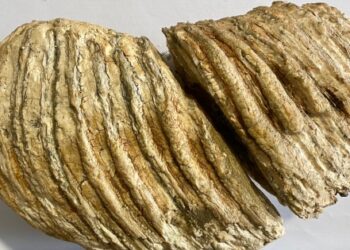 Polițiștii din Neamț au ridicat molarul de mamut pe care o femeie voia să îl vândă pe internet