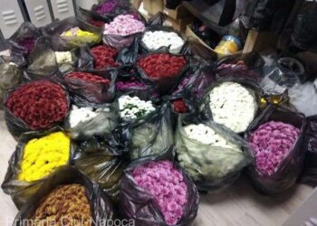 Polițiștii locali din Cluj-Napoca au prins un individ care a furat 43 de ghivece cu flori dintr-un cimitir