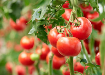 Ministerul Agriculturii anunță că programul de susținere a producției de tomate în spații protejate continuă și în anul 2023