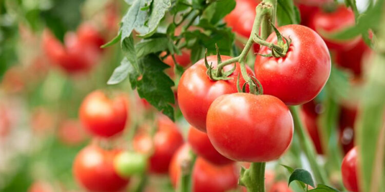 Ministerul Agriculturii anunță că programul de susținere a producției de tomate în spații protejate continuă și în anul 2023