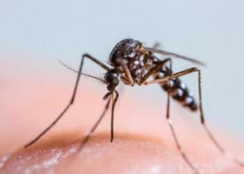 Ai grupa asta de sânge? Țânțarul te va suge! Mai cu poftă!