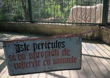 Un bețiv din Bârlad a vrut să se ia la trântă cu tigrul de la Zoo! Află mai jos dacă a scăpat teafăr!