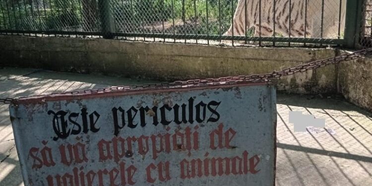 Un bețiv din Bârlad a vrut să se ia la trântă cu tigrul de la Zoo! Află mai jos dacă a scăpat teafăr!