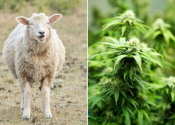 O turmă de oi a mâncat 300 de kilograme de canabis medicinal, după ce a dat iama într-o seră. „Săreau mai sus decât caprele!”