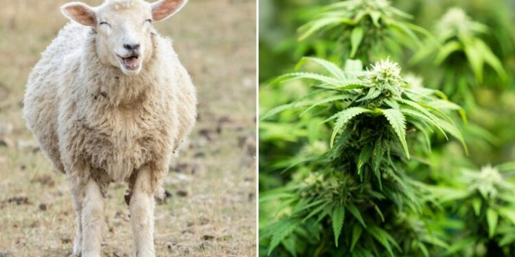 O turmă de oi a mâncat 300 de kilograme de canabis medicinal, după ce a dat iama într-o seră. „Săreau mai sus decât caprele!”