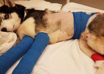 Un bărbat din Ulma a ajuns în arest după ce și-a ucis o cățea cu o țapină!