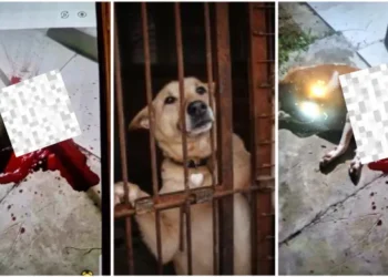 El este criminalul din Bălești, care și-a omorât fără milă câinele cu o țeavă!