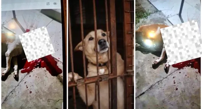 El este criminalul din Bălești, care și-a omorât fără milă câinele cu o țeavă!