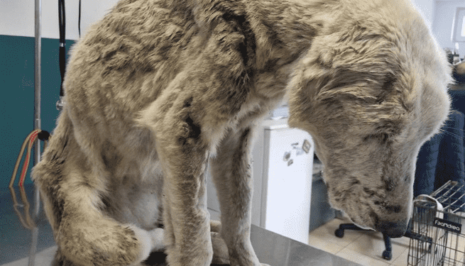 Cruzime fără margini din partea un băiat de 14 ani: a legat o cățea de o căruță, a schinguit-o și a târât-o pe drum!