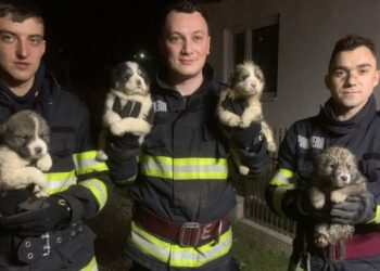 Pompierii suceveni au salvat patru pui de câine din incendiul de la Capu Câmpului