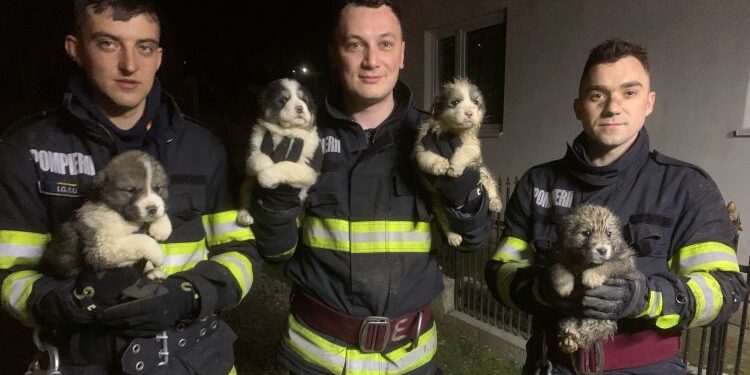 Pompierii suceveni au salvat patru pui de câine din incendiul de la Capu Câmpului