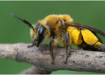 O tânără botoşăneancă a intrat în șoc anafilactic! Cine a salvat-o?